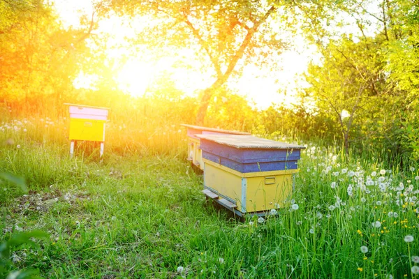 Paisaje Polaco Con Colmenas Campo Ecológico — Foto de Stock