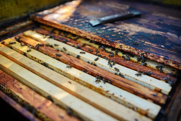 Apiculteur Travaille Avec Une Abeille Domestique — Photo