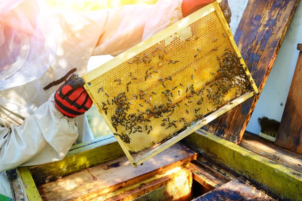 養蜂家は ハイブからハニカム フレームを取ります — ストック写真