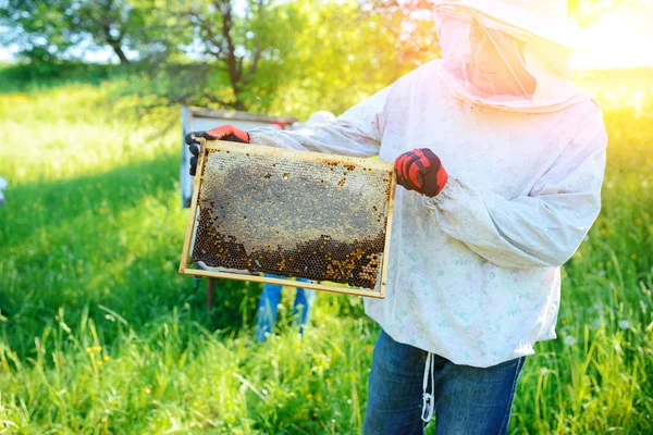 Бджоляр Тримає Раму Медоносця Бджолами — стокове фото