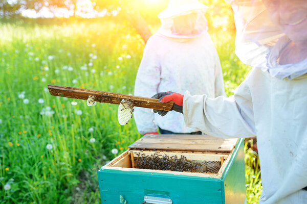 The beekeeper takes the frame with honeycomb from the hive.