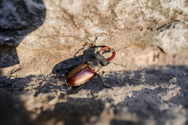 Yaban hayatı içinde lucanus lucanus cervus veya geyik beetl böceği kayada yakın görüntü.