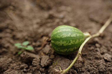 Bahçe en iyi açık hava yakın çekim genç küçük karpuz.