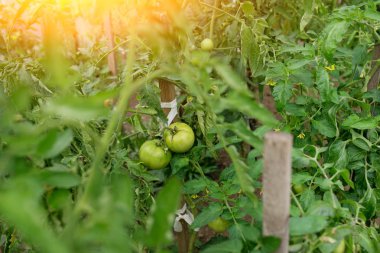 Modern polikarbonat seralarda biber fidesi büyümek.