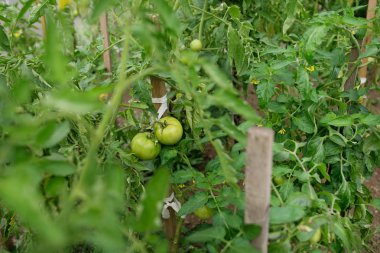 Modern polikarbonat seralarda biber fidesi büyümek.
