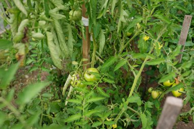 Modern polikarbonat seralarda biber fidesi büyümek.