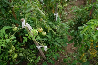 Modern polikarbonat seralarda biber fidesi büyümek.