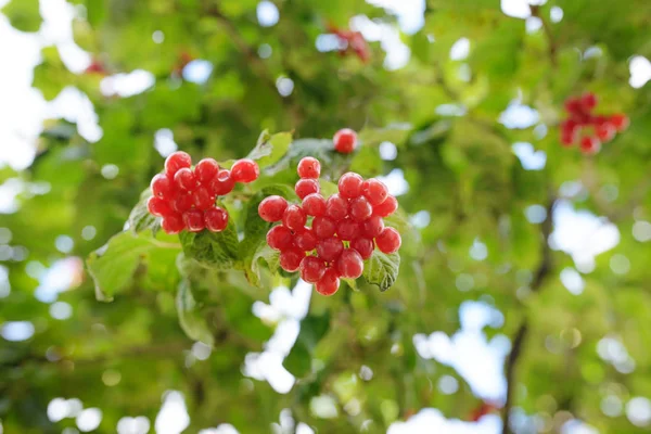 Closeup Ramos Bagas Vermelhas Guelder Aumentou Viburnum Arbusto Dia Ensolarado — Fotografia de Stock