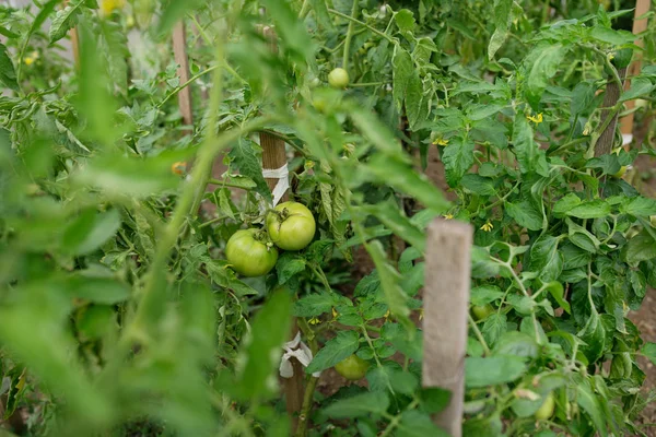 Modern polikarbonat seralarda biber fidesi büyümek.