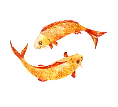 Koi balıkları, feng shui sembolü iki carps suluboya çizimi