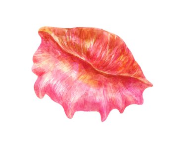Büyük pembe deniz kabuğu. Suluboya illüstrasyon izole beyaz