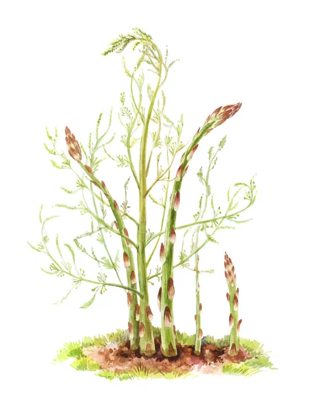 Bentuk Asparagus Pada Latar Belakang Putih Ilustrasi Warna Air Botani — Stok Foto