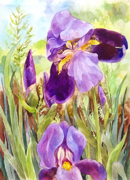 Акварельные Фиолетовые Ирисы Красивый Акварельный Рисунок — стоковое фото