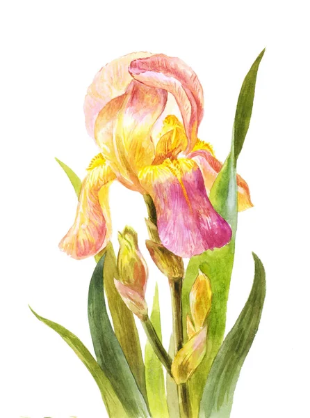 Vacker Akvarell Iris Vit Bakgrund Botaniska Illustration Gul Rosa Trädgård — Stockfoto