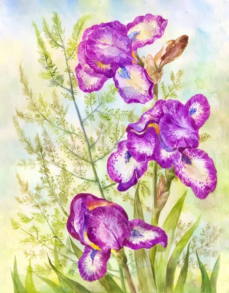 草原の背景に紫の花菖蒲 水彩イラスト ポスター はがき または夏のビンテージ デザインに適したパッケージ — ストック写真