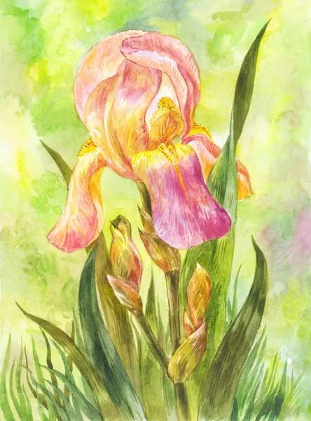 Iris Rose Aquarelle Dans Jardin Illustration Été Dessinée Main — Photo