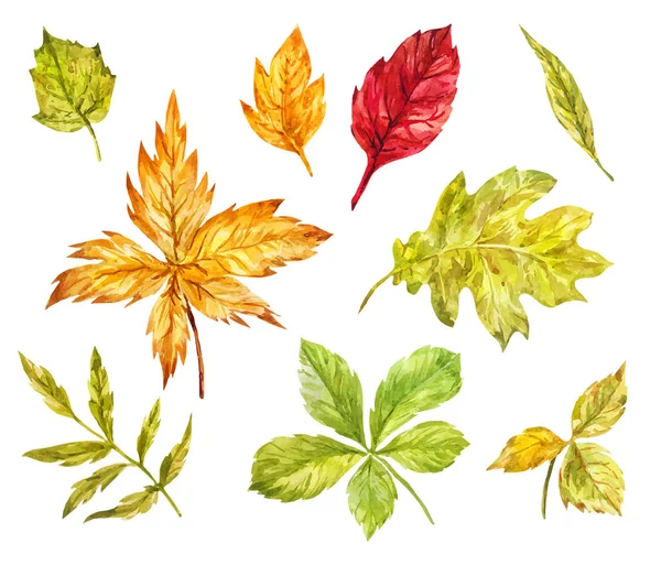 Maple Rowan Oak Birch Leaves Isolated White Watercolor Set Elements — Stock Vector