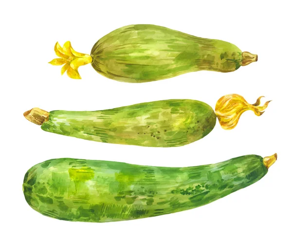 Flera Olika Zucchini Akvarell Set Hälsosam Mat Grönsak Med Gul — Stock vektor