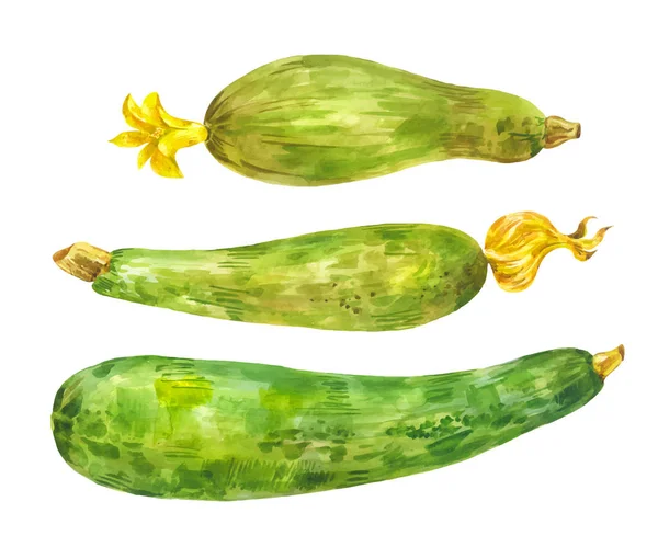 Verscheidene Verschillende Courgette Aquarel Set Gezonde Voeding Groente Met Gele — Stockvector