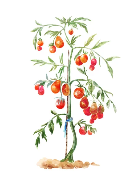 Pomidor Krzew Ogrodzie Akwarela Ilustracja — Wektor stockowy