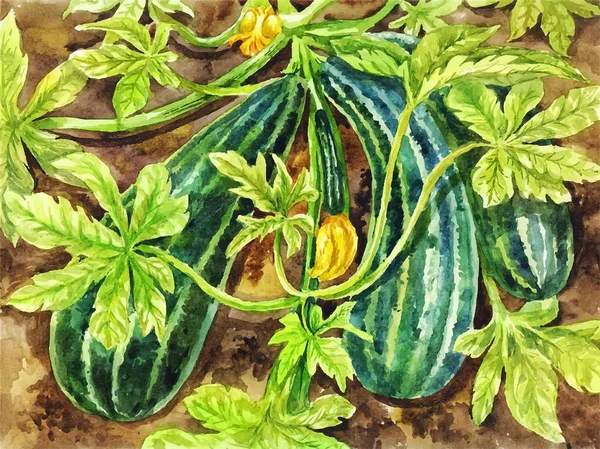 Festmény Cukkini Kézzel Rajzolt Akvarell Vintage Botanikai Háttér Alkalmas Poszter — Stock Vector