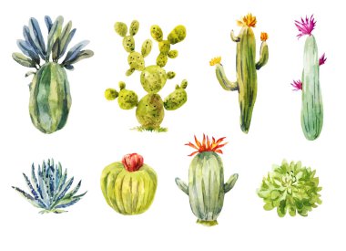Farklı kaktüsler kümesi. Suluboya illüstrasyon izole beyaz. Çiçeği succulents
