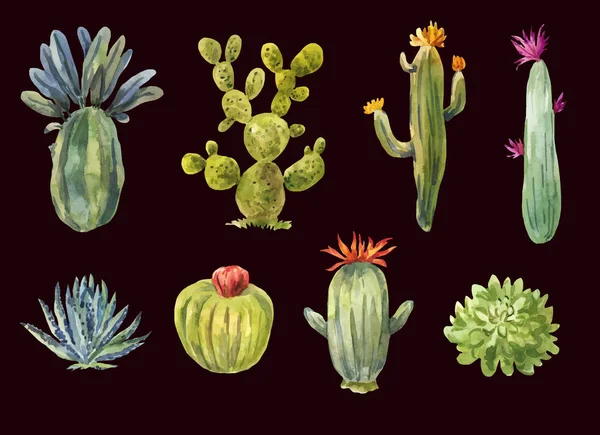 Ensemble Succulents Vectoriels Aquarelle Éléments Lumineux Pour Design Chaleureux — Image vectorielle