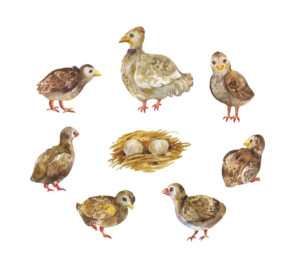 Csirke Csirke Fészek Akvarell Illusztrációja Elszigetelt Fehér Baromfi Csoportja — Stock Fotó