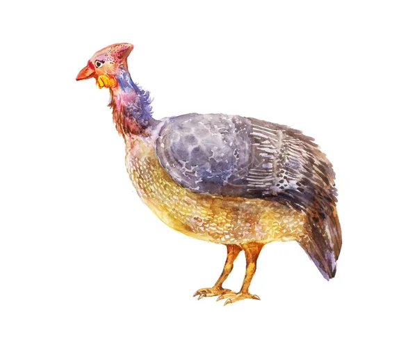 Bright Male Guinea Fowl Illustration Suitable Article Breeding Poultry Isolated — Stock Photo, Image