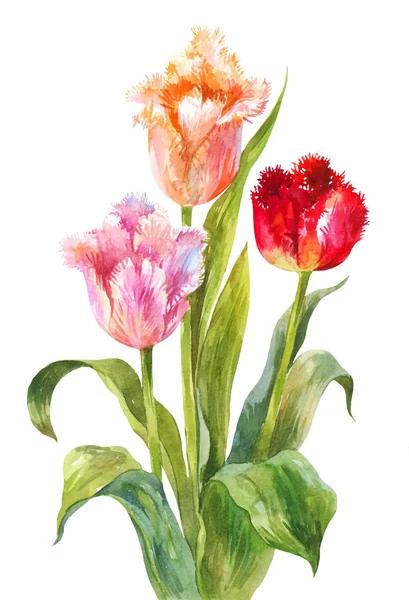 Tulipas aquarelas incomuns. Flores brilhantes com agulha ou terry e — Fotografia de Stock