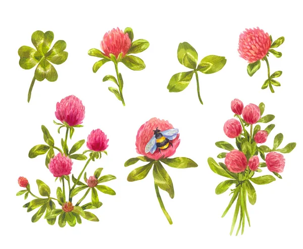 水彩画のクローバーセット。美しい春の花の要素 — ストック写真