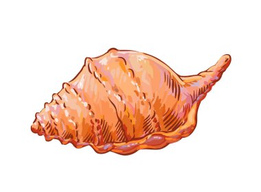 Vektör deniz kabuğu izole. RAPANA istiridye. Dekoratif resim kıyafeti