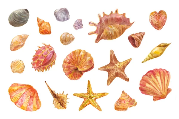 Watercolor shells isolated on white. Set of hand-drawn element — Stock Photo, Image