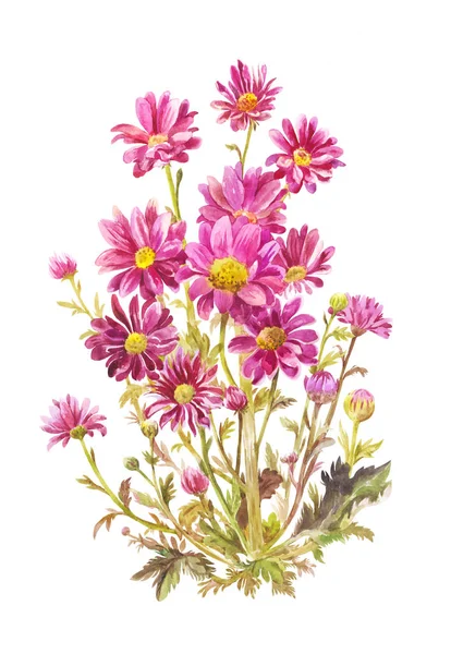 Strauß lila Astern in Aquarell. botanische Illustration, — Stockfoto