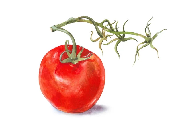 Jeden Dojrzały Pomidor Gałęzi Akwarela Etiuda Białym Tle — Zdjęcie stockowe
