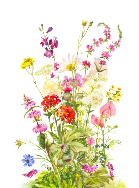 нежный цветок. полевые цветы. полевые цветы дзен. белые полевые цветы фото и названия. пейзаж поле.