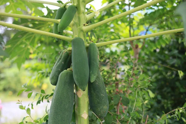 Sapında yeşil papaya meyvesi