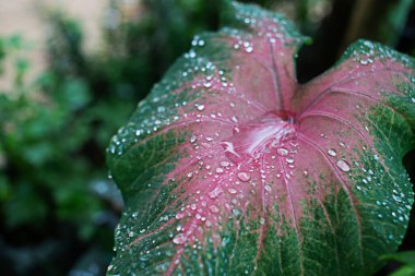 Ortadaki yeşil yapraklar üzerinde yağmur damlaları olan kırmızıdır. Su damlacıklarına odaklan