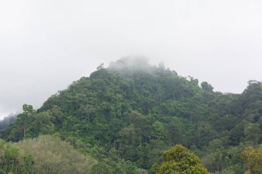 Dağda sabah sisi olan yeşil ağaçlar vardı..