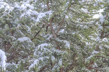 Sezon kış günü kar ile kaplı büyük doğal yeşil çam ağacı
