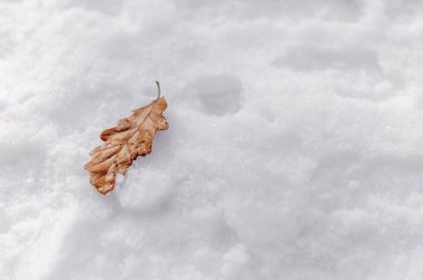 Kışın kar sabah parlak soğuk günde kahverengi küçük yaprağı