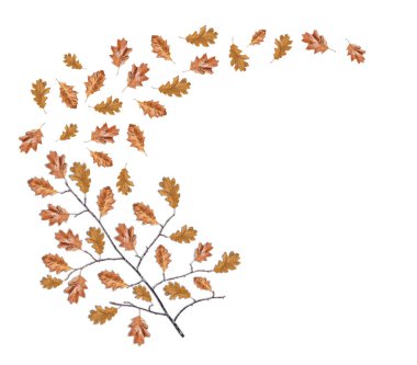 Kahverengi yapraklar düşen kuru siyah ahşap dal üzerinde beyaz izole