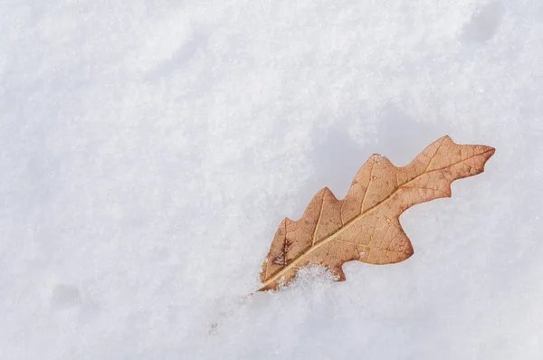 Brown Dry Leaf Tree Covered Snow Texture Background — Stock Photo, Image