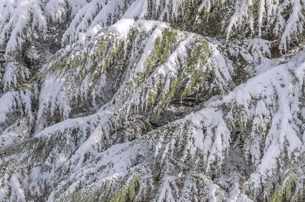 Şehir Arka Plan Kenarına Kar Ile Kaplı Yeşil Çam Ağacı — Stok fotoğraf