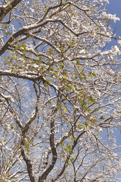 Ramas Árboles Cubiertas Nieve Mucha Hoja Verde Todavía Rama Con —  Fotos de Stock