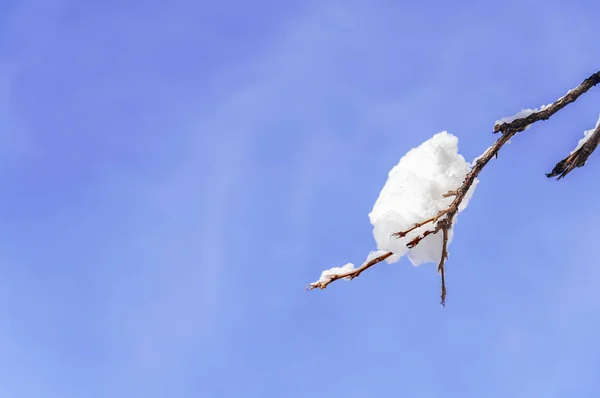 Ramo Invernale Con Neve Esso Anc Pulito Blu Natura Cielo — Foto Stock