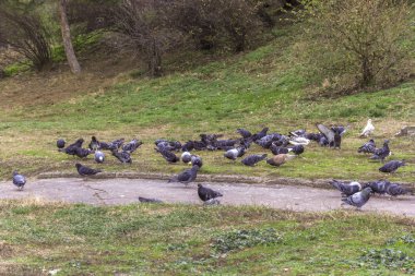 Şehir parkında yeşil çimenlerle dolu bir sürü güvercin var. 