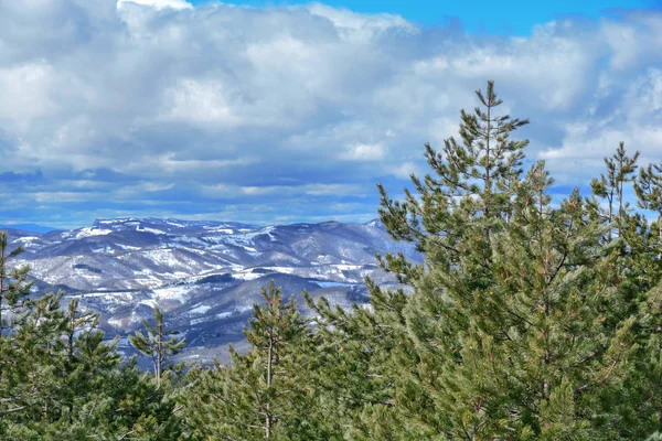 Bosque Pino Verde Con Vista Valle Cielo Oscuro Colorido — Foto de Stock