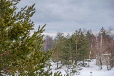 Kış sezonu arka plan dağ ormanı üzerinde Çam yeşil ağaç