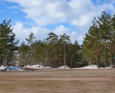 Klonlama gökyüzü ile çamur yeşil çam ağacı orman kirli yol